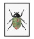 COLORED BEETLE  Quadretto 30X40 -  Vanilla Fly