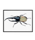 WILD BUG  Quadretto 30X40 -  Vanilla Fly