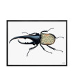 WILD BUG  Quadretto 30X40 -  Vanilla Fly